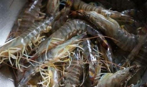 基围虾养殖条件及方法介绍 虾苗管理为核心