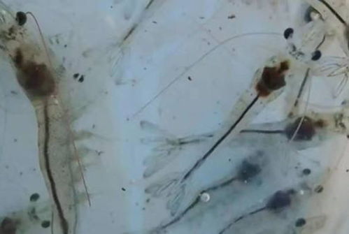 虾苗行业噩耗 “玻璃苗”怪病肆虐，广东苗场面临严峻挑战