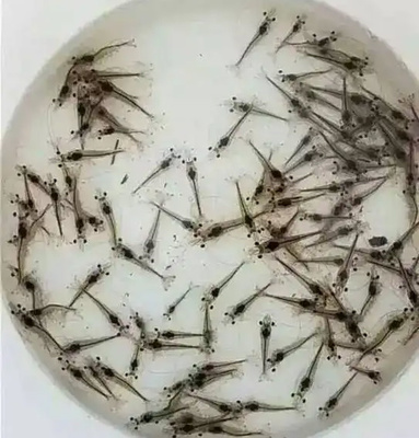 对虾养殖提高成功率 虾苗苗期管理经验分享