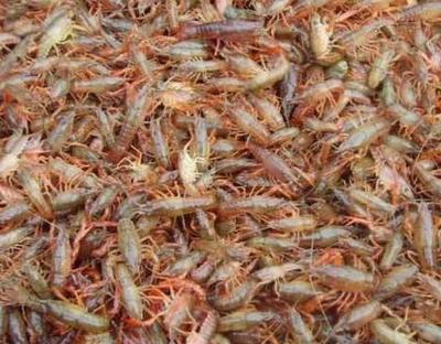 提高虾苗成活率的实用技巧