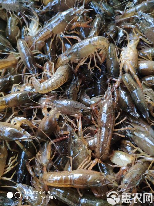 潜江万亩基地直供优质稻田虾苗 小龙虾苗与青虾苗的规模化供应优势