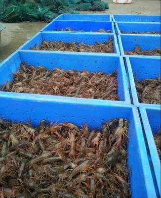 虾苗人工养殖 种苗培育的关键技术与实践