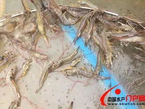 2018虾苗江湖风云再起 是产业升级，还是新瓶旧酒？