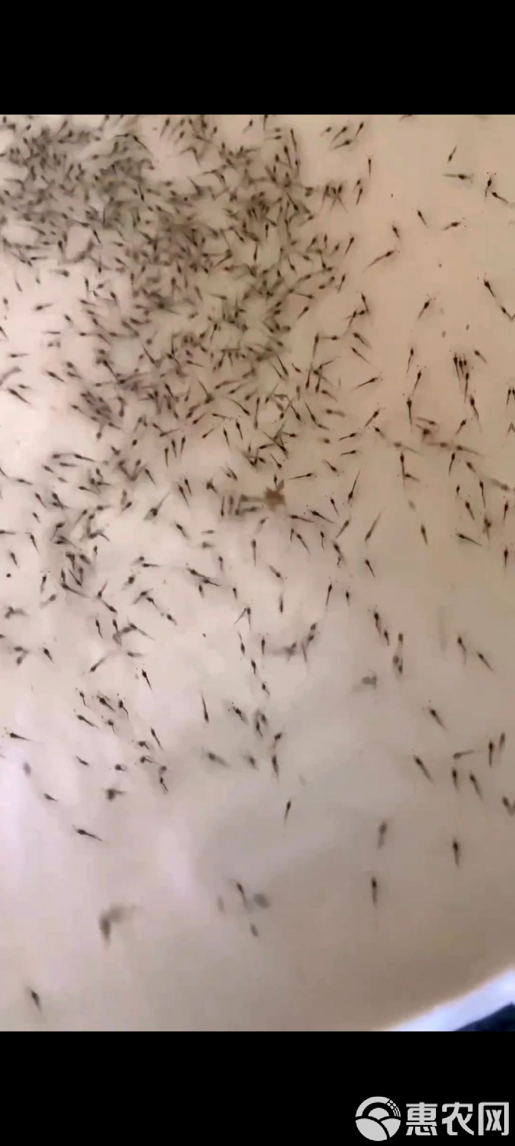 南美白对虾苗（P5）市场概览 顶峰、快大、普瑞莫、高抗一代苗价格与选择指南