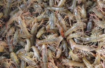 虾苗购买指南 寻找优质虾苗的渠道与注意事项