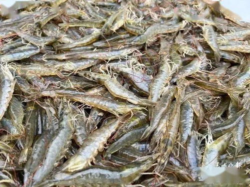 一年收三茬虾 南美白对虾带来丰收新常态