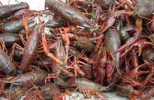 冬季小龙虾提高虾苗体质和成活率是影响来年产量和收益的重要环节