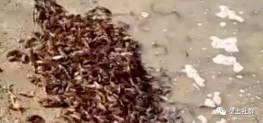 倒春寒威胁虾苗存活，科学应对提升放苗与补苗成活率