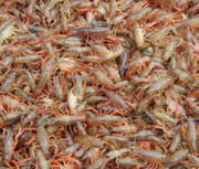 河南省温县虾苗养殖 市场概览与选购指南