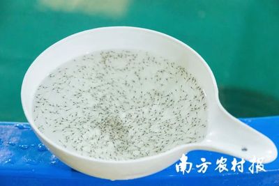 渔业“芯”动力 科技育种开启虾苗产业新篇章