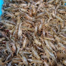 小龙虾苗价格解析与潜江、安徽两大产区采购指南