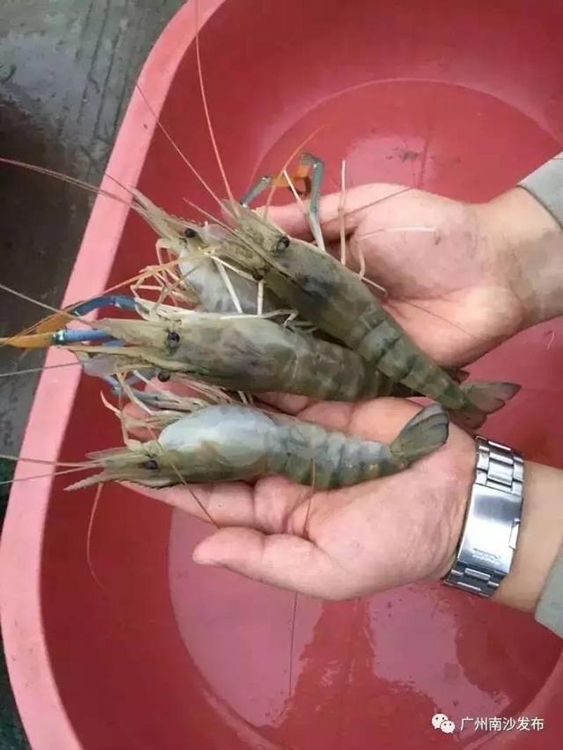 南沙首次迎来120万尾泰国罗氏沼虾苗，水产活体进口实现零突破