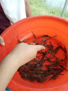 七月虾苗待出塘，夏日品虾正当时