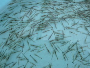 海南虾苗领军者 盛达海产实业与南美白对虾的卓越之旅