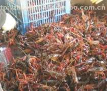 小龙虾苗生态养殖与优质虾苗供应 淡水龙虾产业的基石