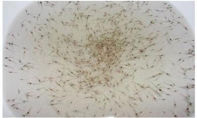 白对虾苗 优质虾苗的选择与养殖关键