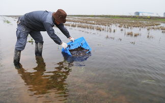 四月放虾苗 五月见成效——安徽省华阳河农场小龙虾养殖新实践