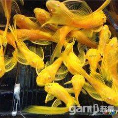 观赏鳌虾与特色虾苗鉴赏 全红彩霞与24K大帆的魅力