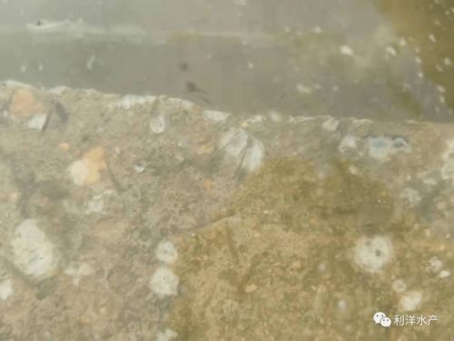 高位池放虾苗前 使用藻安生Ⅲ实现培水快速稳定，为虾苗健康护航