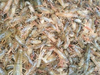 专业青虾苗供应 选购指南与养殖要点