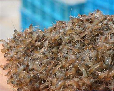 小龙虾虾苗批发 把握市场机遇，科学养殖的关键第一步