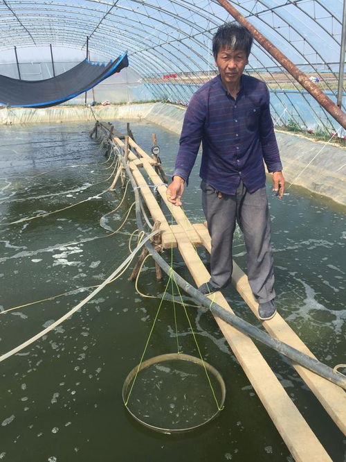 鑫世源水产 南美白对虾与白玉对虾虾苗养殖的卓越之路