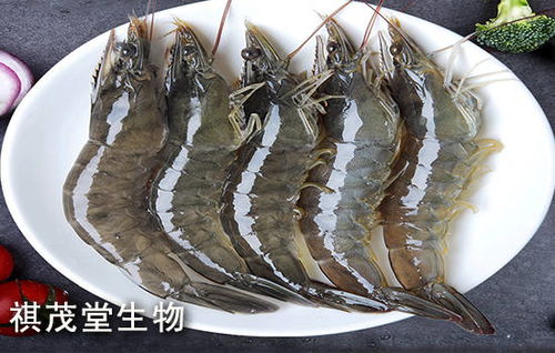 对虾白便拖便肠炎的防治策略 从中草药调理到日常管理