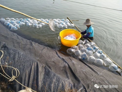大数据赋能水产养殖 聚焦养虾关键环节，如何科学提高虾苗成活率