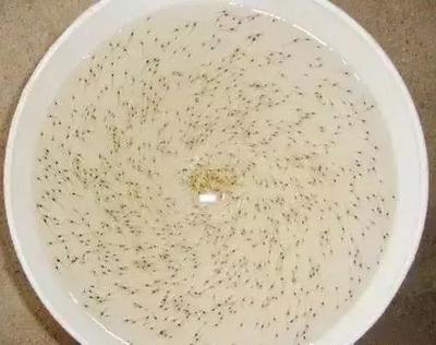 又到放苗季 南美白对虾虾苗选择指南